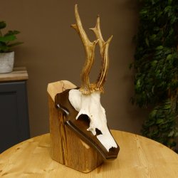 Rehbock Reh Bock Geweih Rehgeweih auf Trophäenschild 603.245