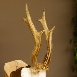 Rehbock Reh Bock Geweih Rehgeweih auf Trophäenschild 603.245