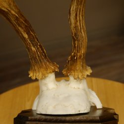 Rehbock Reh Bock Geweih Rehgeweih auf Trophäenschild 603.245