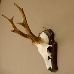 Rehbock Reh Bock Geweih Rehgeweih auf Trophäenschild 603.245