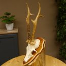 Rehbock Reh Bock Geweih Rehgeweih auf Trophäenschild 603.246