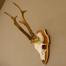 Rehbock Reh Bock Geweih Rehgeweih auf Trophäenschild 603.246