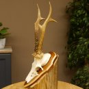 Rehbock Reh Bock Geweih Rehgeweih auf Trophäenschild 603.246