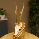 Rehbock Reh Bock Geweih Rehgeweih auf Trophäenschild 603.246