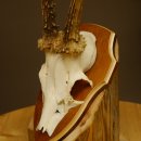 Rehbock Reh Bock Geweih Rehgeweih auf Trophäenschild 603.246