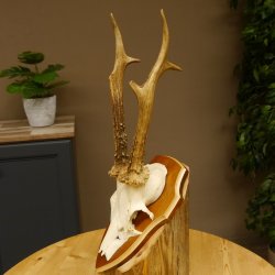 Rehbock Reh Bock Geweih Rehgeweih auf Trophäenschild 603.246