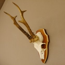 Rehbock Reh Bock Geweih Rehgeweih auf Trophäenschild 603.246