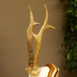 Rehbock Reh Bock Geweih Rehgeweih auf Trophäenschild 603.246