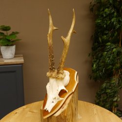 Rehbock Reh Bock Geweih Rehgeweih auf Trophäenschild 603.246