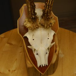 Rehbock Reh Bock Geweih Rehgeweih auf Trophäenschild 603.246