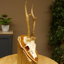 Rehbock Reh Bock Geweih Rehgeweih auf Trophäenschild 603.246