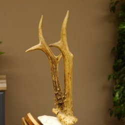 Rehbock Reh Bock Geweih Rehgeweih auf Trophäenschild 603.246