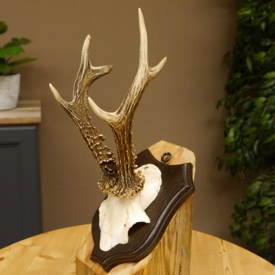 Ciervo macho Cuernos de ciervo Ciervo macho Cuernos en placa de trofeo 604.173