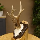 Rehbock Rehgeweih Reh Bock Geweih auf Trophäenschild...