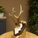 Ciervo macho Cuernos de ciervo Ciervo macho Cuernos en placa de trofeo 604.173