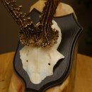 Ciervo macho Cuernos de ciervo Ciervo macho Cuernos en placa de trofeo 604.173