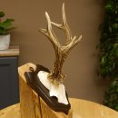 Ciervo macho Cuernos de ciervo Ciervo macho Cuernos en placa de trofeo 604.173
