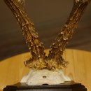 Ciervo macho Cuernos de ciervo Ciervo macho Cuernos en placa de trofeo 604.173