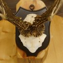 Ciervo macho Cuernos de ciervo Ciervo macho Cuernos en placa de trofeo 604.173