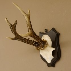 Ciervo macho Cuernos de ciervo Ciervo macho Cuernos en placa de trofeo 604.173