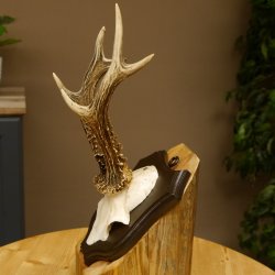 Ciervo macho Cuernos de ciervo Ciervo macho Cuernos en placa de trofeo 604.173