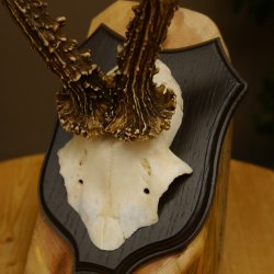 Ciervo macho Cuernos de ciervo Ciervo macho Cuernos en placa de trofeo 604.173