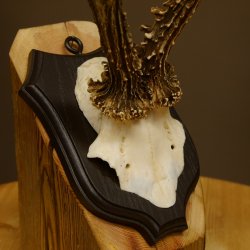 Ciervo macho Cuernos de ciervo Ciervo macho Cuernos en placa de trofeo 604.173