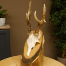 Rehgeweih abnormes Reh Geweih Gehörn Rehbock...