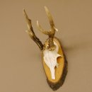 Rehgeweih abnormes Reh Geweih Gehörn Rehbock...