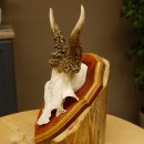 Rehgeweih abnormes Reh Geweih Gehörn Rehbock...