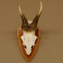 Rehgeweih abnormes Reh Geweih Gehörn Rehbock...