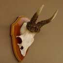 Rehgeweih abnormes Reh Geweih Gehörn Rehbock Trophäe auf Trophäenschild 606.144