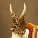 Rehgeweih abnormes Reh Geweih Gehörn Rehbock Trophäe auf Trophäenschild 606.144