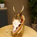 Rehgeweih abnormes Reh Geweih Gehörn Rehbock Trophäe auf Trophäenschild 606.144