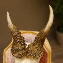 Rehgeweih abnormes Reh Geweih Gehörn Rehbock Trophäe auf Trophäenschild 606.144