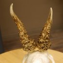 Rehgeweih abnormes Reh Geweih Gehörn Rehbock Trophäe auf Trophäenschild 606.144