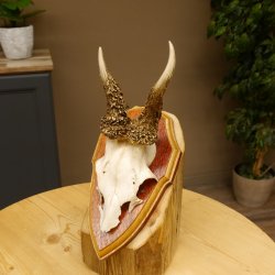 Rehgeweih abnormes Reh Geweih Gehörn Rehbock Trophäe auf Trophäenschild 606.144