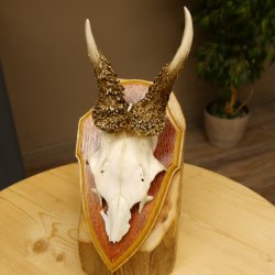 Rehgeweih abnormes Reh Geweih Gehörn Rehbock Trophäe auf Trophäenschild 606.144