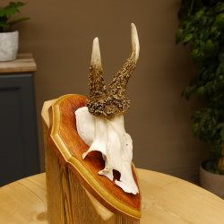 Rehgeweih abnormes Reh Geweih Gehörn Rehbock Trophäe auf Trophäenschild 606.144