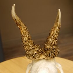 Rehgeweih abnormes Reh Geweih Gehörn Rehbock Trophäe auf Trophäenschild 606.144