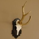 Rehgeweih abnormes Reh Geweih Gehörn Rehbock...