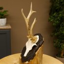 Rehgeweih abnormes Reh Geweih Gehörn Rehbock Trophäe auf geschnitztem Trophäenschild 606.145