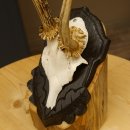 Rehgeweih abnormes Reh Geweih Gehörn Rehbock Trophäe auf geschnitztem Trophäenschild 606.145