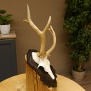 Rehgeweih abnormes Reh Geweih Gehörn Rehbock Trophäe auf geschnitztem Trophäenschild 606.145