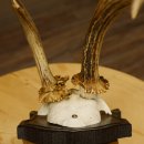 Rehgeweih abnormes Reh Geweih Gehörn Rehbock Trophäe auf geschnitztem Trophäenschild 606.145