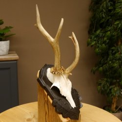 Rehgeweih abnormes Reh Geweih Gehörn Rehbock Trophäe auf geschnitztem Trophäenschild 606.145