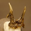 Rehgeweih abnormes Reh Geweih Gehörn Rehbock Trophäe auf geschnitztem Trophäenschild 606.146