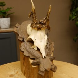 Rehgeweih abnormes Reh Geweih Gehörn Rehbock Trophäe auf geschnitztem Trophäenschild 606.146