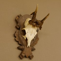 Rehgeweih abnormes Reh Geweih Gehörn Rehbock Trophäe auf geschnitztem Trophäenschild 606.146
