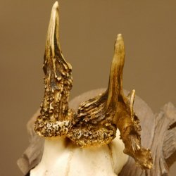 Rehgeweih abnormes Reh Geweih Gehörn Rehbock Trophäe auf geschnitztem Trophäenschild 606.146
